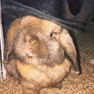 Meet your Posher, Steven